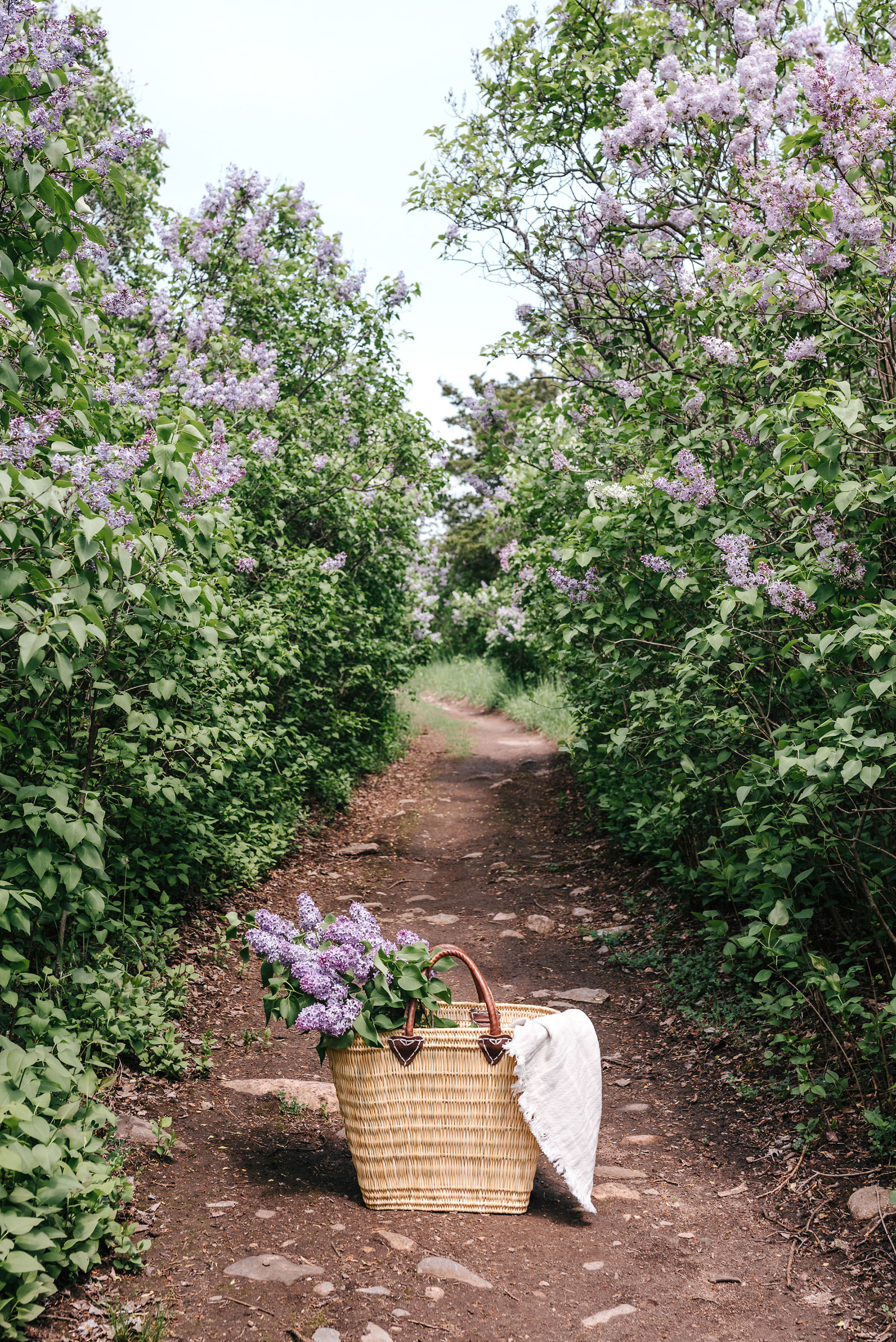 A sunlit path winds through arching lilac trees in full bloom, with a wicker basket filled with fresh-cut lilacs resting in the foreground.